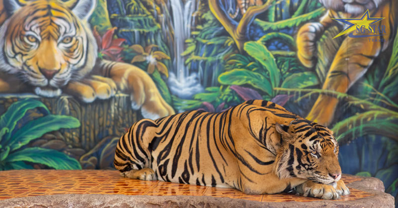 Khu sinh sống của loài hổ ở Tiger Zoo Thái Lan