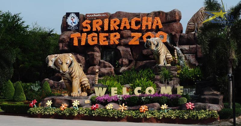 Vườn thú Tiger zoo - điểm đến du lịch không thể bỏ qua khi đến Thái Lan