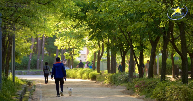 Rừng Seoul với không gian xanh giữa lòng thành phố - Tour du lịch Hàn Quốc 4 ngày 4 đêm
