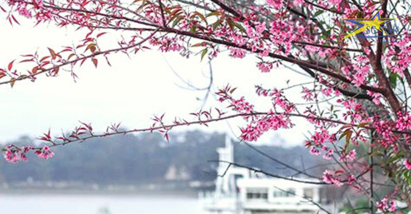 Mai hoa anh đào ở Hồ Xuân Hương