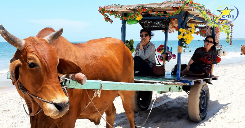 Trải nghiệm đi xe bò tại Biển Cam Bình- địa điểm du lịch Lagi Bình Thuận hấp dẫn