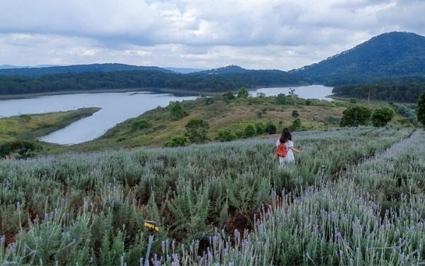 cánh đồng hoa lavender hồ tuyền lâm