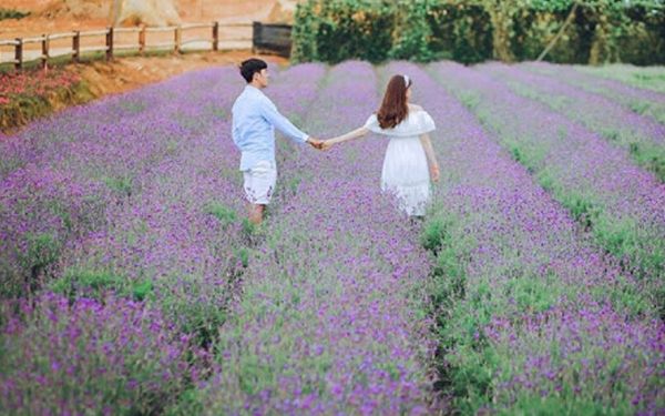 cánh đồng hoa lavender cầu đất