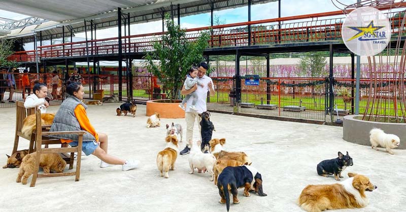 Puppy Farm - Nông Trại Cún
