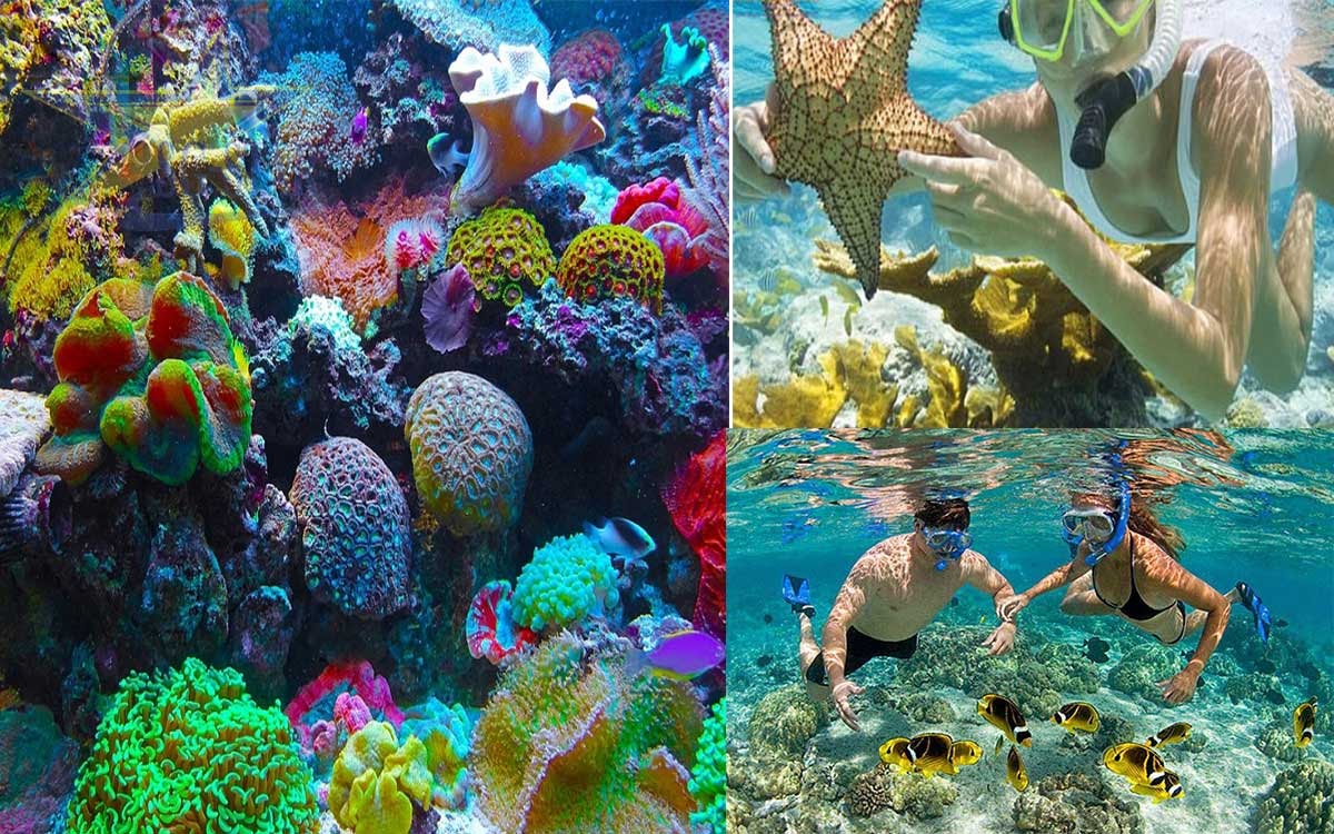 Du khách có thể tự do lặn ngắm san hô ở Côn Đảo