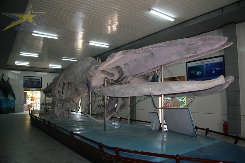 Viện Hải Dương Học Nha Trang-Nơi lưu giữ, trưng bày các mẫu sinh vật biển