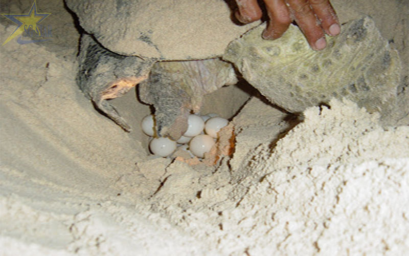 Xem rùa biển đẻ trứng - trải nghiệm thú vị khi tới Côn Đảo