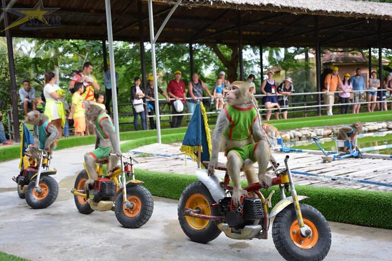 Những chú khỉ đang chuẩn bị bắt đầu cuộc đua
