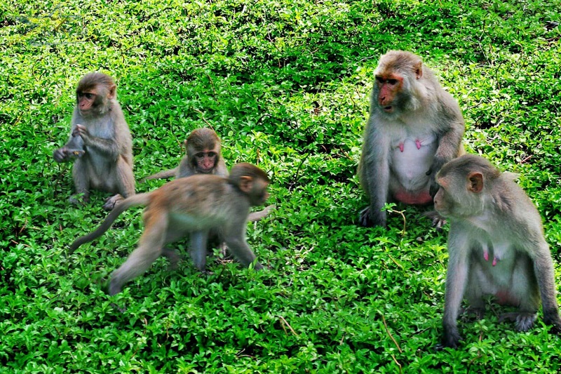Những chú khỉ khi không nô đùa với khách du lịch