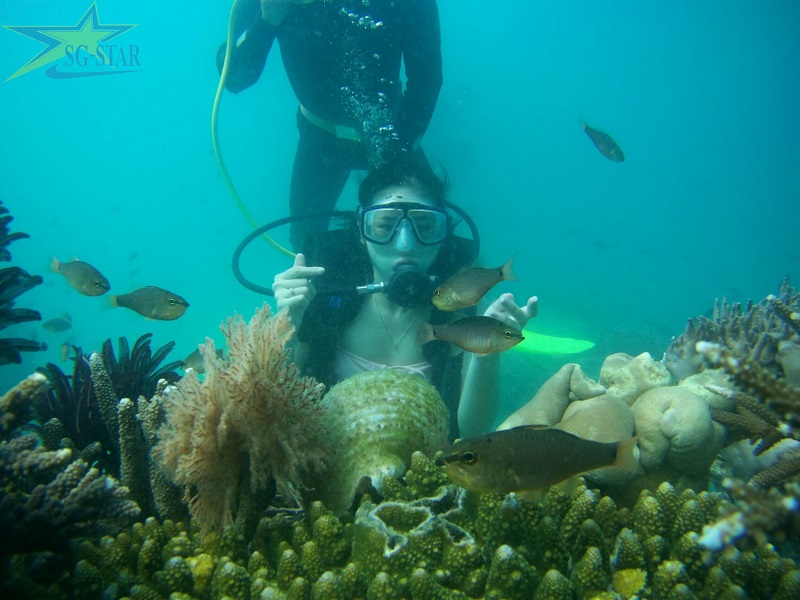 Trải nghiệm dịch vụ lặn ngắm san hô ở Vịnh san hô