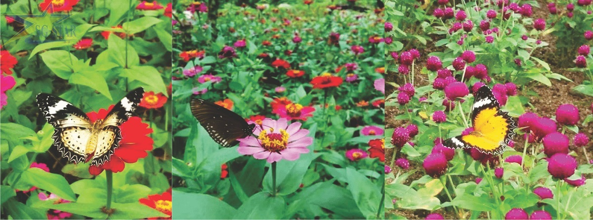 vườn bướm tại Đảo hoa lan Nha Trang