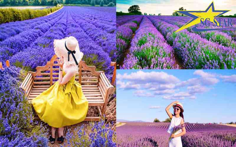 Đẹp quên lối về tại cánh đồng hoa Lavender Đà Lạt