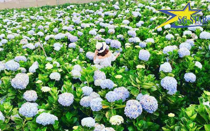 Phát sốt với vườn hoa Cẩm Tú Cầu đẹp mê ly tại Đà Lạt
