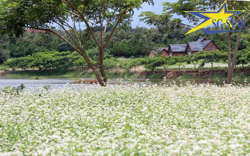 Khung cảnh tuyệt đẹp tại vườn hoa Tam giác mạch Dalat Milk