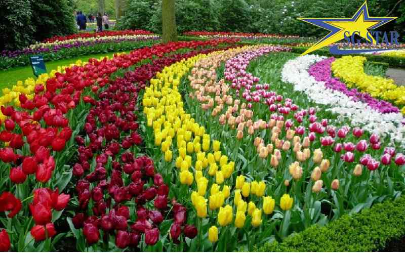 Những dãy hoa Tulip được trưng bày một cách tinh xảo