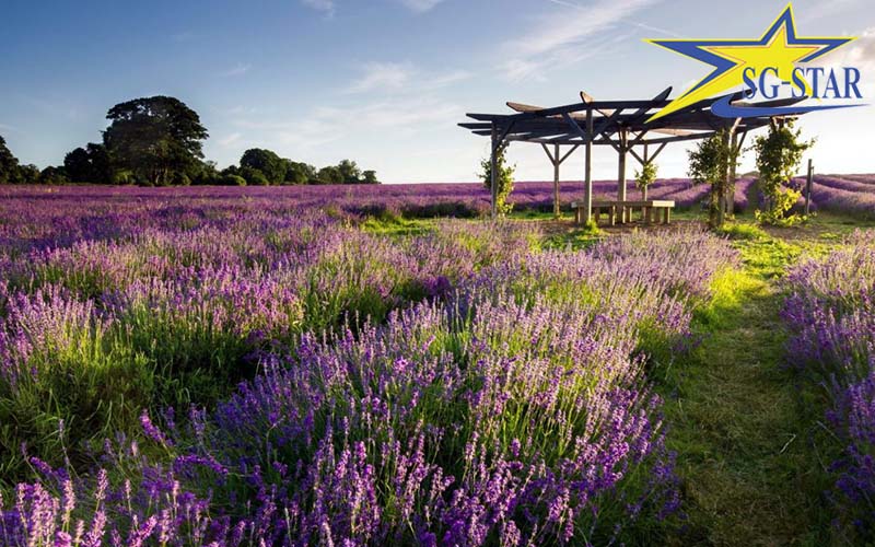 Vườn hoa Lavender Đà Lạt – Sắc tím Pháp trên đất Việt