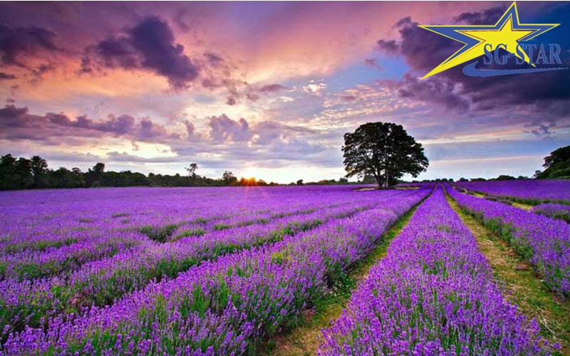 Mùa hoa Lavender - thời gian thích hợp đi du lịch