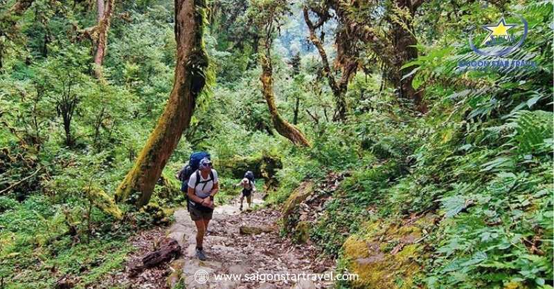 Khung cảnh rừng núi hoang sơ trên tuyến đường trekking