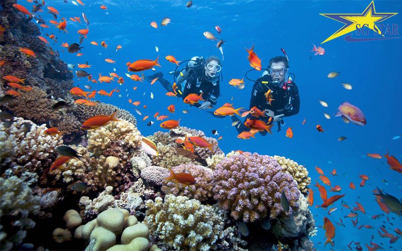 Lặn ngắm san hô Phú Quốc với màu sắc rực rỡ nhất