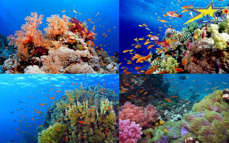 Quang cảnh lặn ngắm san hô đẹp nhất tại Phú Quốc
