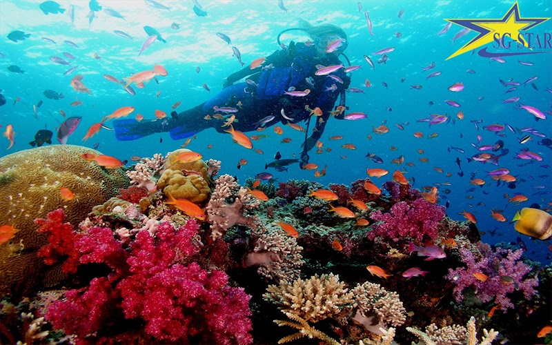 Khám phá lặn ngắm san hô tại Khu du lịch Biển Đông Đà Nẵng