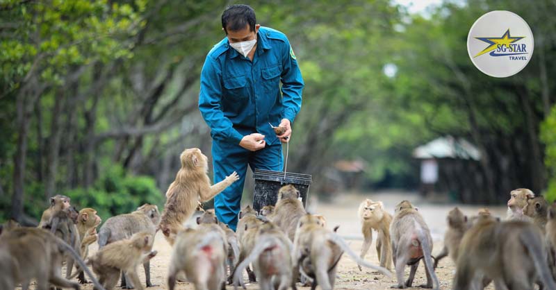 Nhân viên KDL đang chăm sóc đàn khỉ - Tour Du Lịch Cần Giờ 1 Ngày