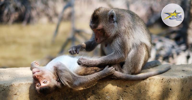 Tham quan và làm quen với những chú khỉ hết sức thân thiện - Tour Cần Giờ Đảo Khỉ 1 Ngày