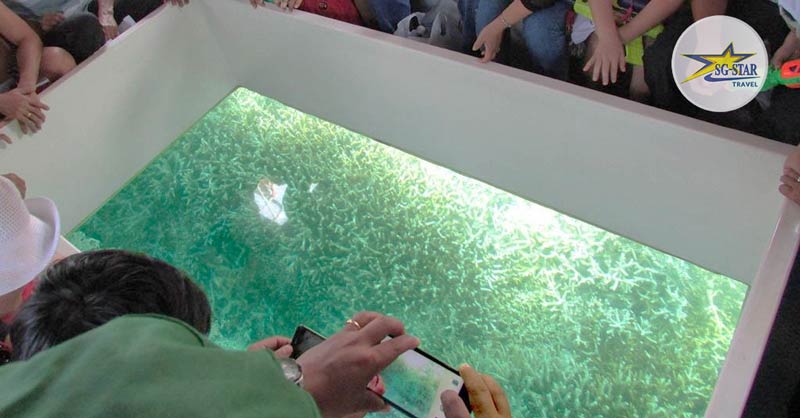Ngắm san hô trên tàu đáy kính - Du lịch Ninh Chữ - Vĩnh Hy