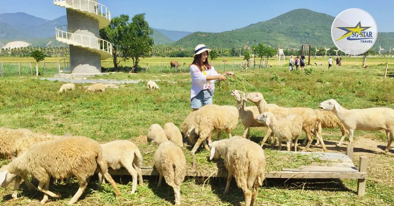 Tham quan Đồng Cừu - Tour Du lịch Ninh Chữ 2 Ngày 2 Đêm