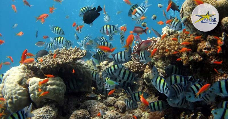 Khám phá thủy cung san hô thú vị bậc nhất Phú Quốc