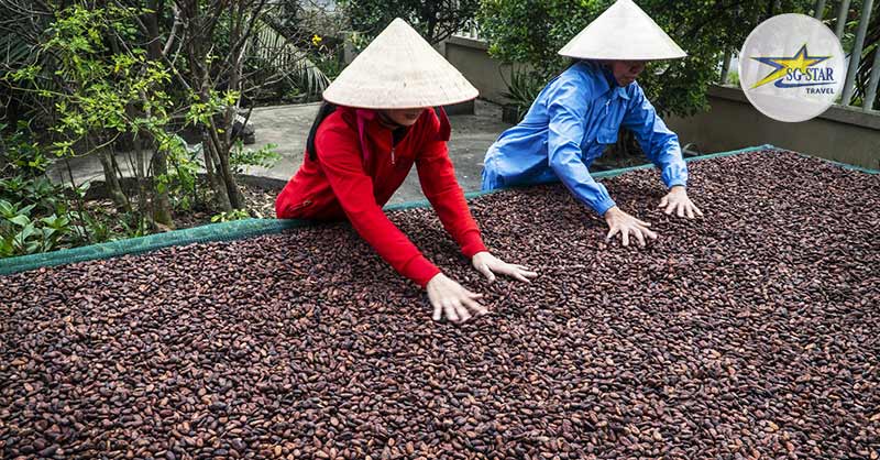 Trại Cacao Bảo Lộc