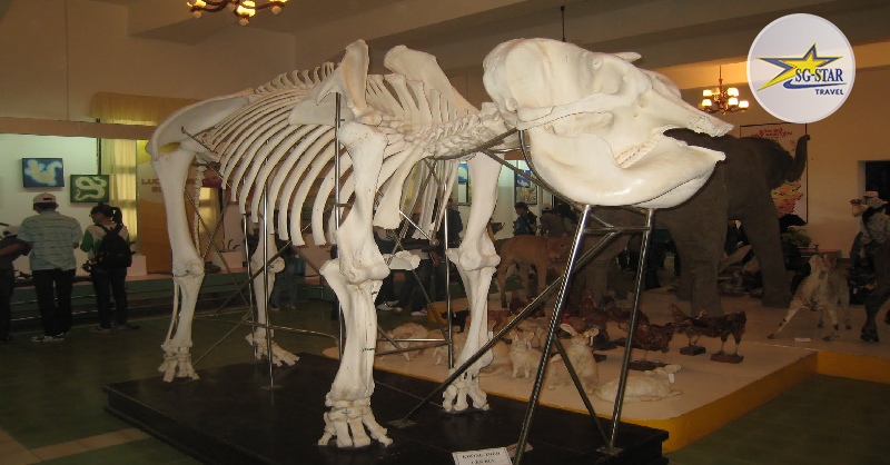 Những bộ khung xương các loài động vật được tái hiện một cách chân thực nhất