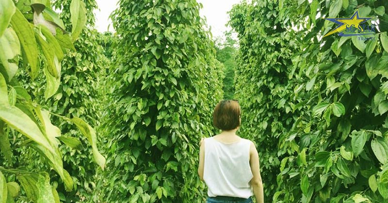 Tìm hiểu nghề trồng tiêu lâu đời ở Vườn Tiêu Phú Quốc