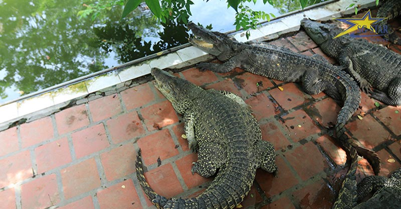 Trang trại cá sấu Phú Hải