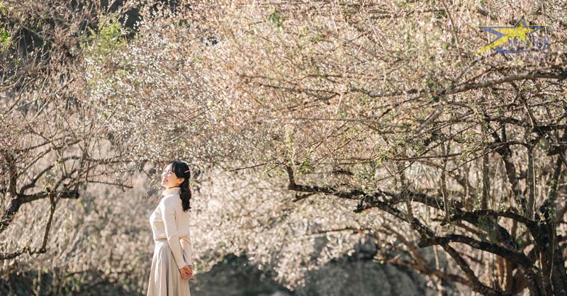 Những bông hoa mận nở trắng muốt khoe sắc dưới khung cảnh mùa xuân ở Mộc Châu Tết