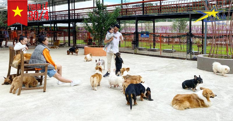 Du khách vui đùa cùng những chú cún dễ thương tại Puppy Farm Đà Lạt