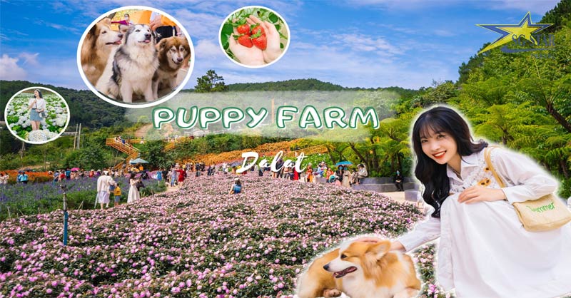 Nông trại cún Puppy Farm tại Đà Lạt