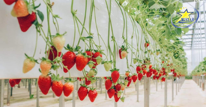 Những trái dâu đỏ mộng, trĩu quả thơm ngon tại vườn dâu công nghệ cao