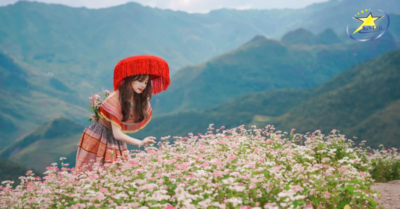 Ngắm mùa hoa Tam Giác Mạch rực rỡ ở Hà Giang
