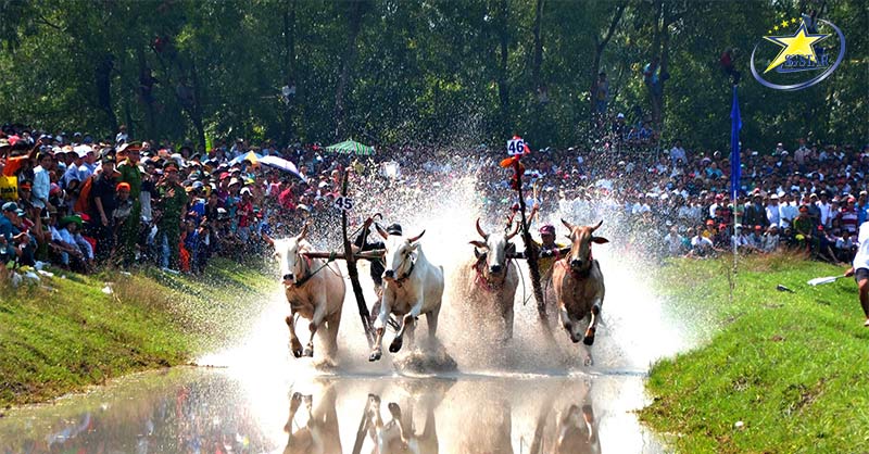 Lễ hội Đua bò Bảy Núi An Giang