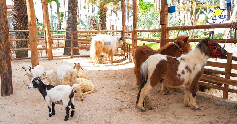 Nhiều loài động vật ngộ nghĩnh và dễ thương tại Vườn thú Mango Beach