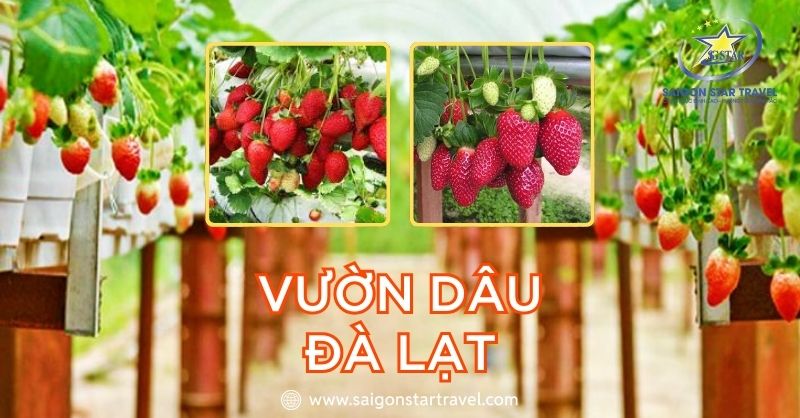 Vườn dâu Đà Lạt thủ phủ của những trái dâu ngọt mọng