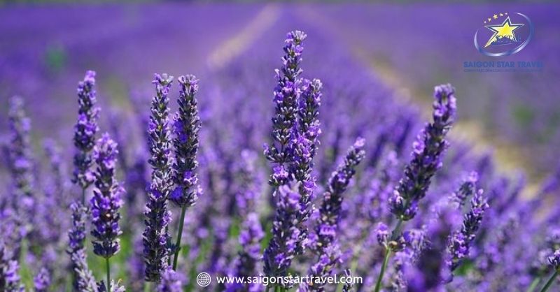 Khu du lịch lavender nở hoa rực rỡ