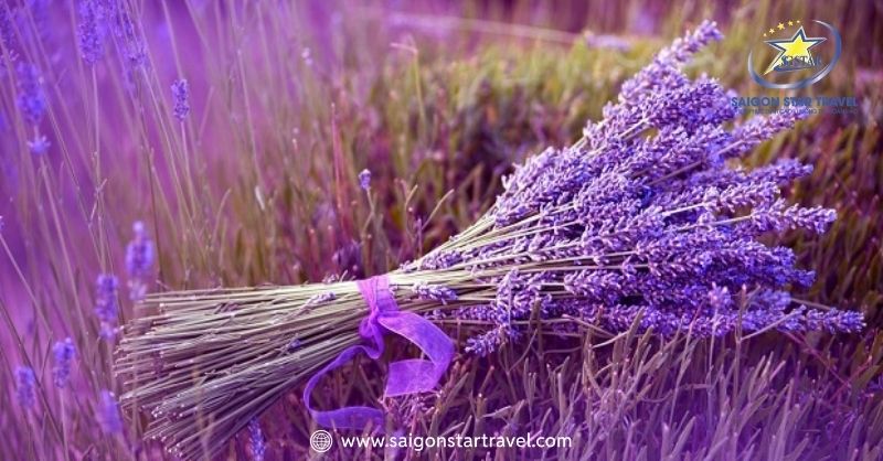 Khu du lịch lavender Đà Lạt mang vẻ đẹp mộng mơ