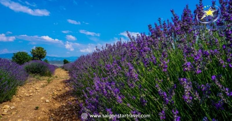 Cánh đồng hoa lavender Cầu Đất