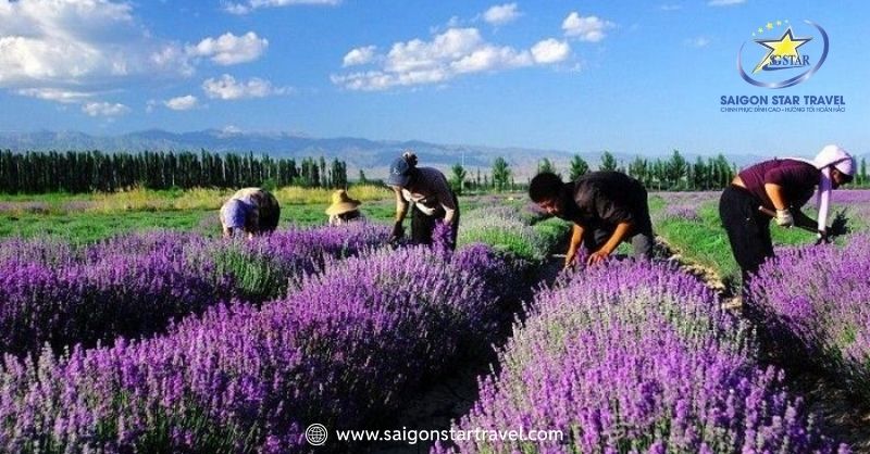 Người dân thu hoạch lavender