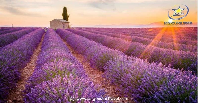 Thời điểm lý tưởng nhất để bạn đến Đà Lạt và ngắm hoa lavender là vào tháng 6 và tháng 7 hằng năm