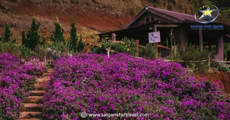 Lavender túi thương nhớ Đà Lạt