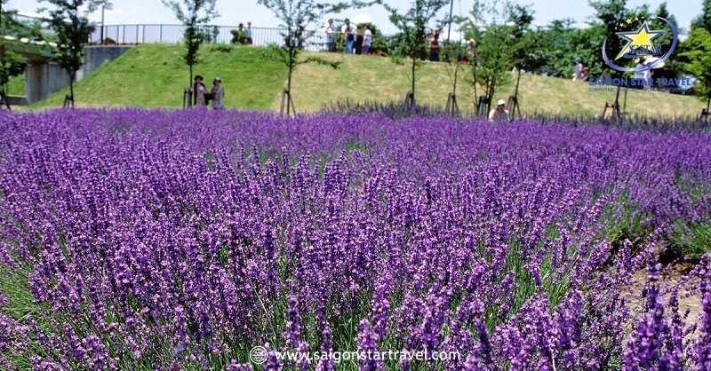 Vườn Lavender Tại Thung Lũng Hồng Đà Lạt