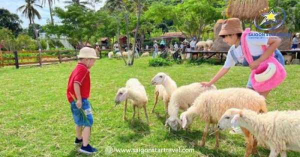 Ghé thăm Đồi Cừu Suối Tiên